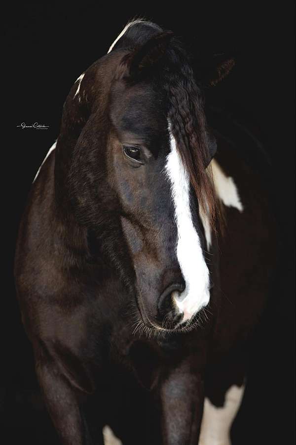 gypsy-vanner-horse