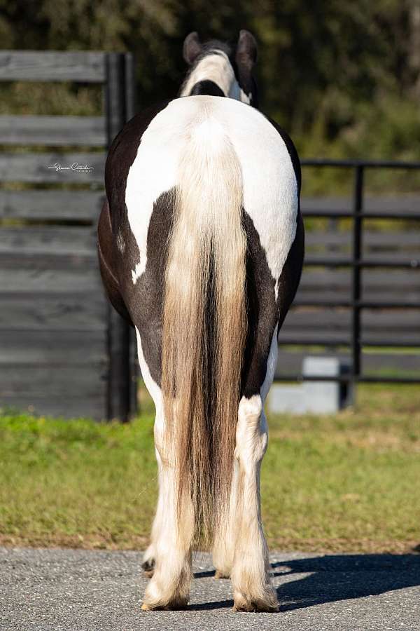 gentle-gypsy-vanner-horse