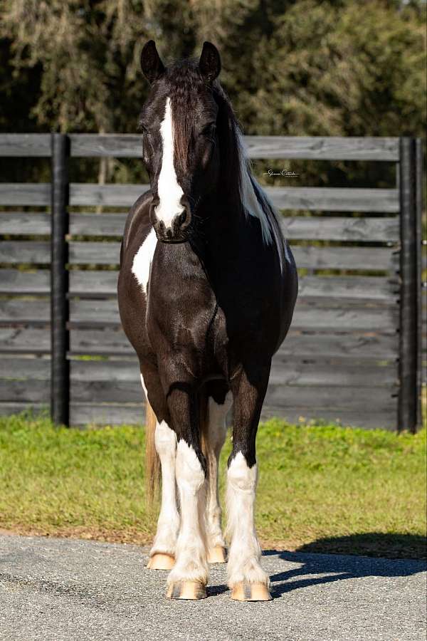 tobiano-gypsy-vanner-horse