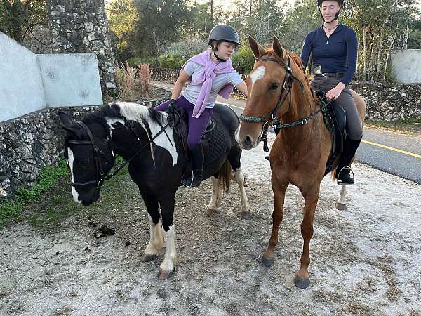 draft-gypsy-vanner-horse