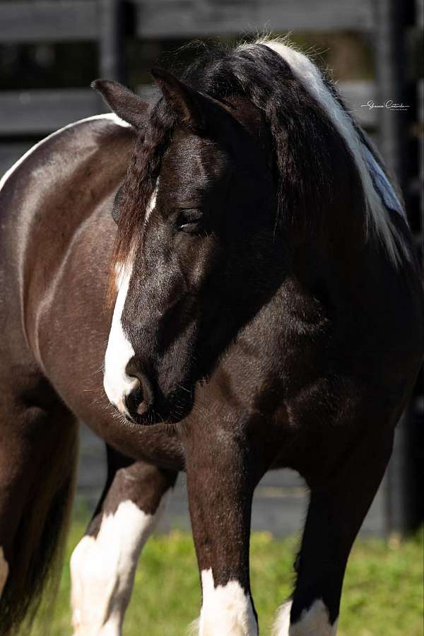 jumper-gypsy-vanner-horse