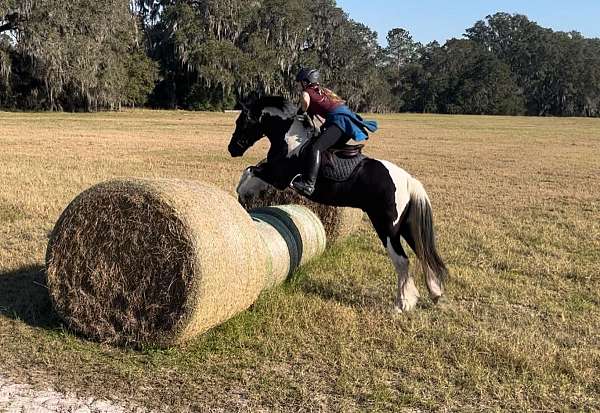 athletic-gypsy-vanner-horse