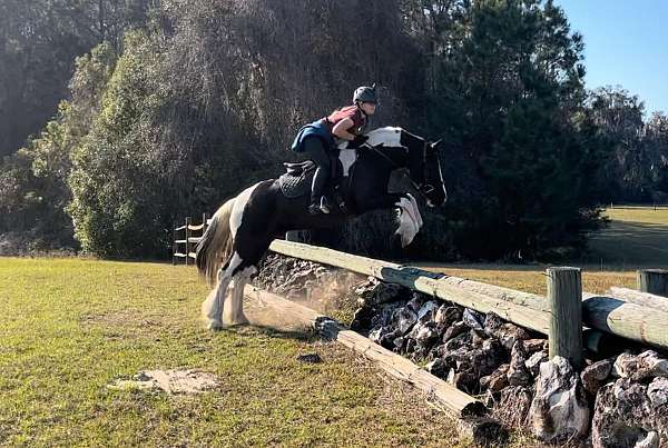 beginner-gypsy-vanner-horse