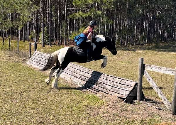 flashy-gypsy-vanner-horse