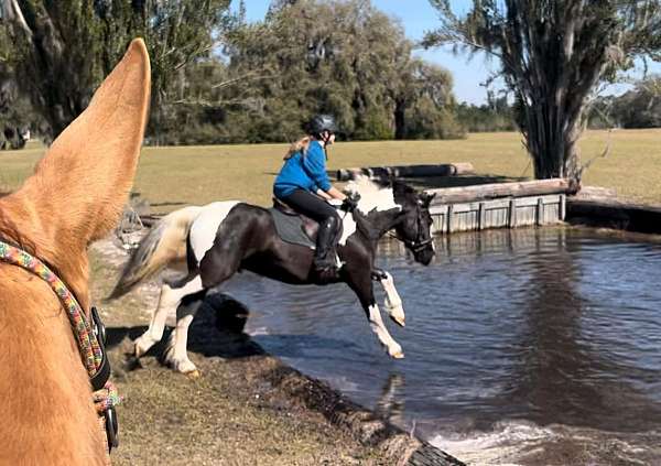 jumping-gypsy-vanner-horse