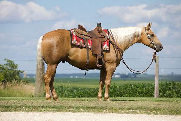 athletic-quarter-horse