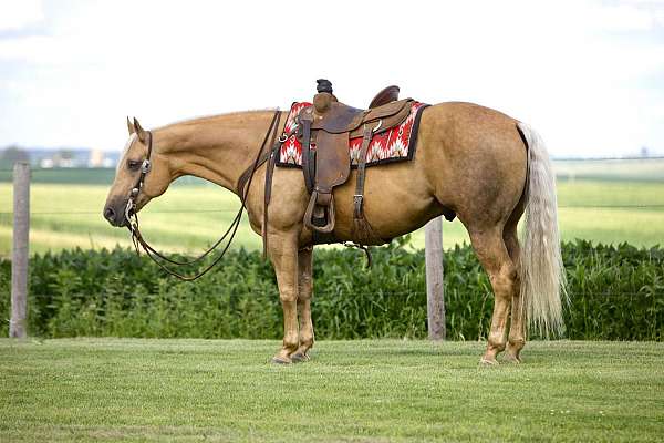 calf-roping-quarter-horse