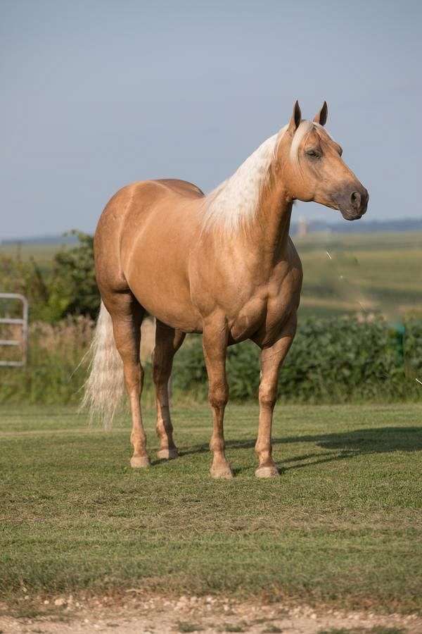 husband-safe-quarter-horse