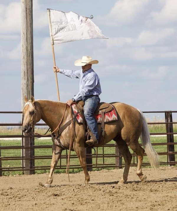 ranch-quarter-horse