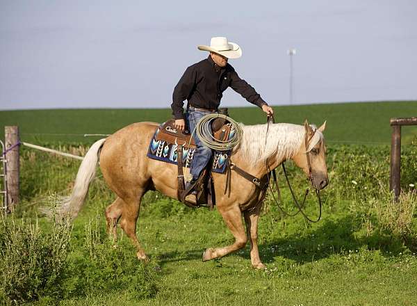 ranch-work-quarter-horse