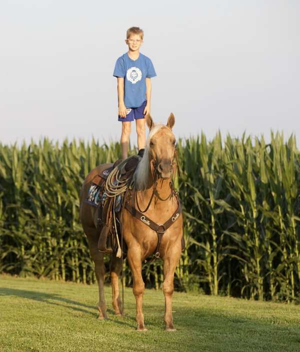 roping-quarter-horse