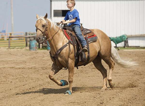 show-quarter-horse