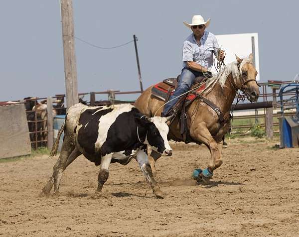 trail-quarter-horse