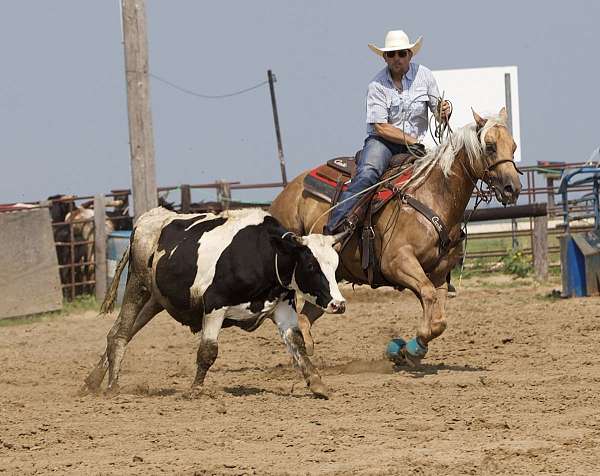 trail-riding-quarter-horse