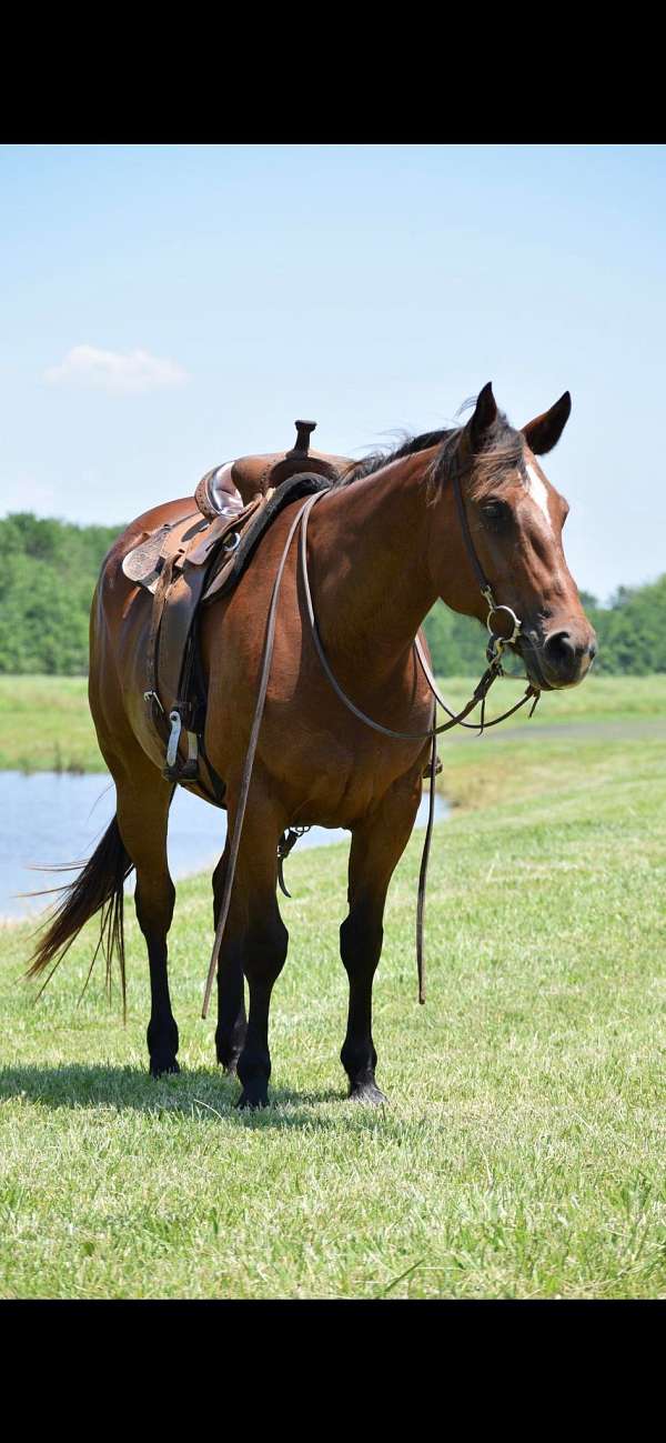 beginner-safe-quarter-pony