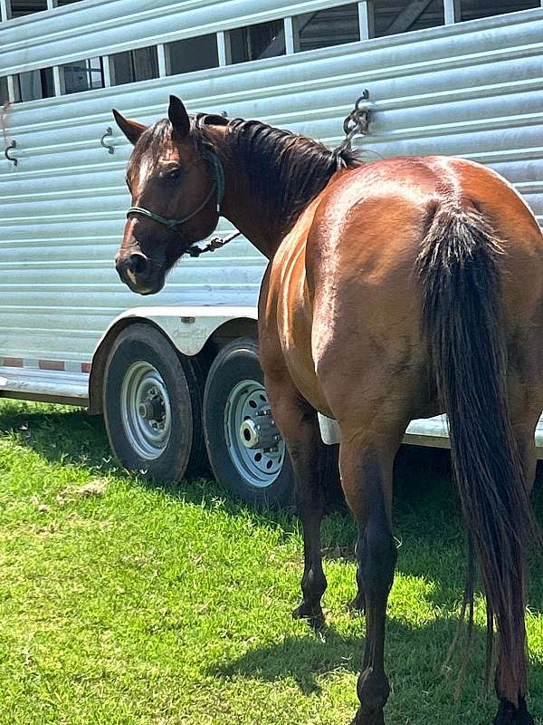 ranch-work-quarter-pony