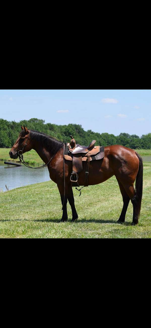 trail-quarter-pony