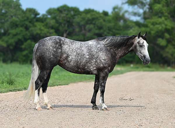 breeding-quarter-horse