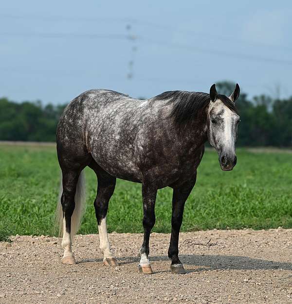 flashy-quarter-horse