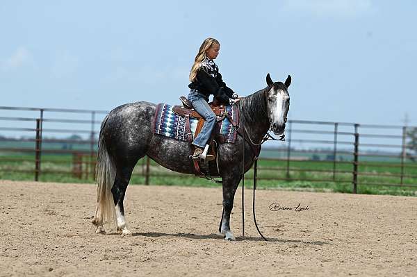 husband-safe-quarter-horse