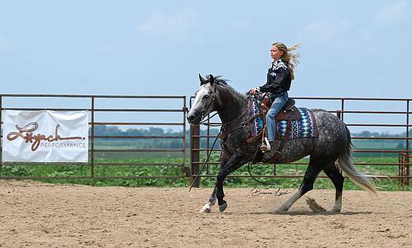 performance-quarter-horse