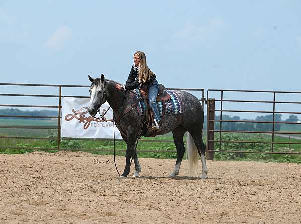 ranch-quarter-horse