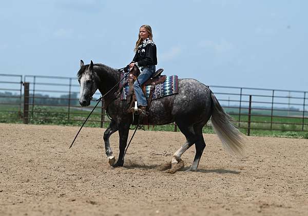 rodeo-quarter-horse