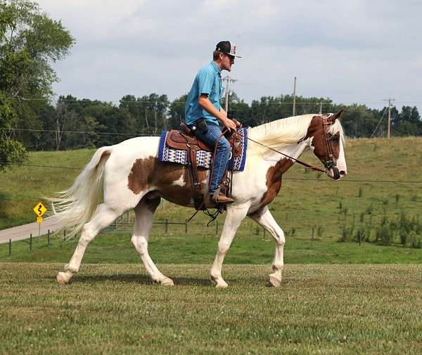 buckskin-none-horse