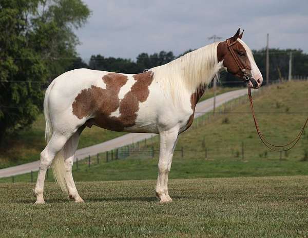 ranch-work-quarter-horse