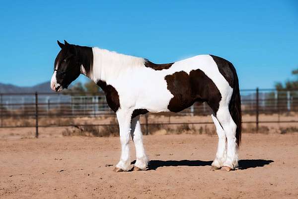 athletic-gypsy-vanner-horse