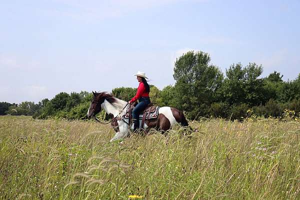 companion-gypsy-vanner-horse