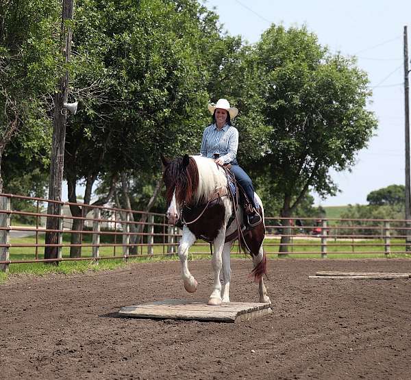 driving-gypsy-vanner-horse