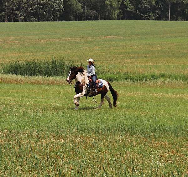 husband-safe-gypsy-vanner-horse