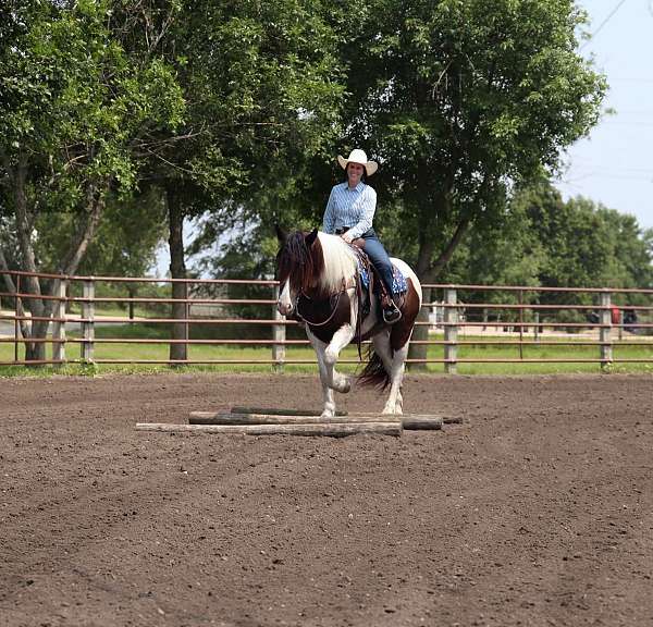 performance-gypsy-vanner-horse