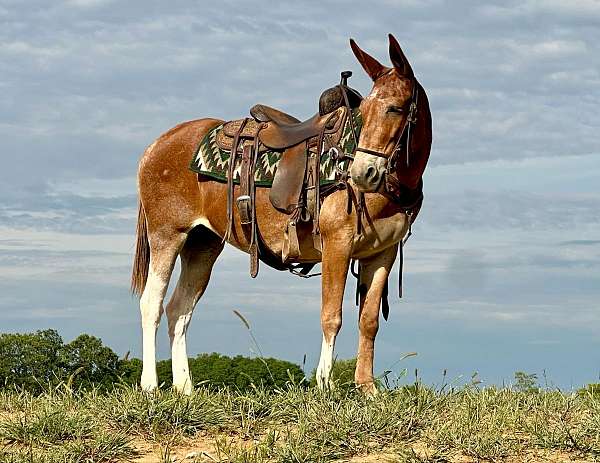 buckskin-nfhr-mare