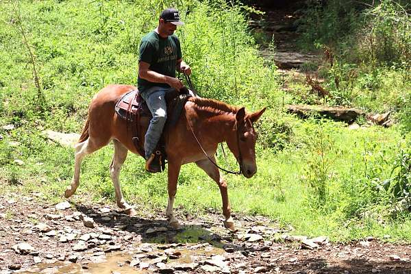 beginner-safe-fjord-pony