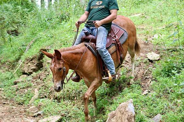 buckskin-none-pony