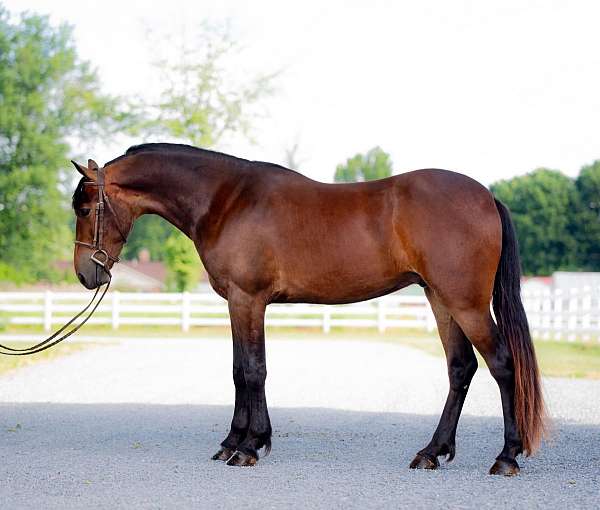 all-around-friesian-pony