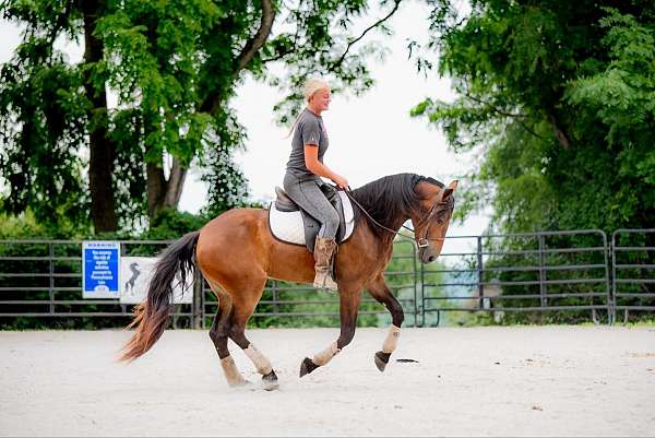 athletic-friesian-pony