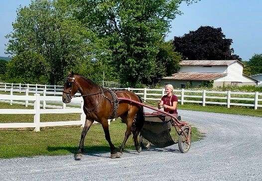 dressage-friesian-pony