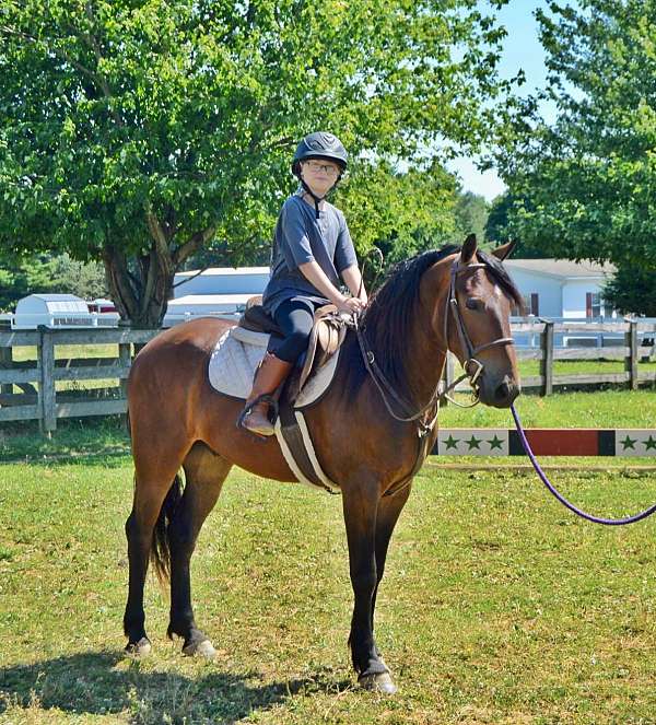 driving-friesian-pony