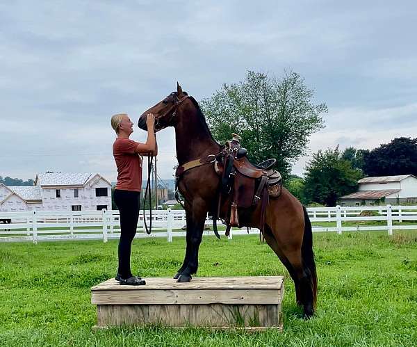 flashy-friesian-pony