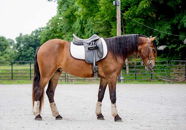 kid-safe-friesian-pony