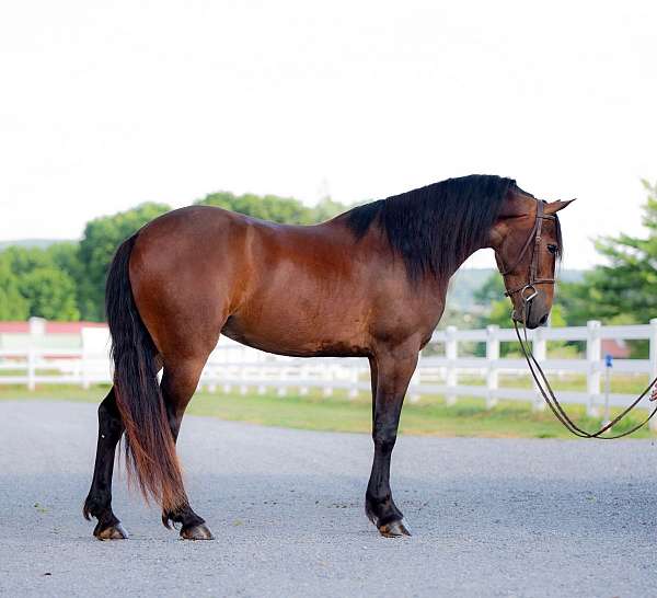 parade-friesian-pony