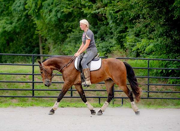 ranch-work-friesian-pony