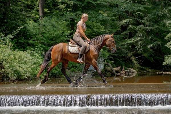 ridden-western-friesian-pony