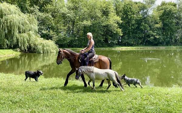 trail-riding-friesian-pony