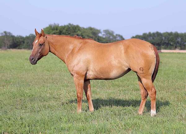 ranch-work-quarter-horse