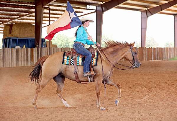 beginner-safe-quarter-horse