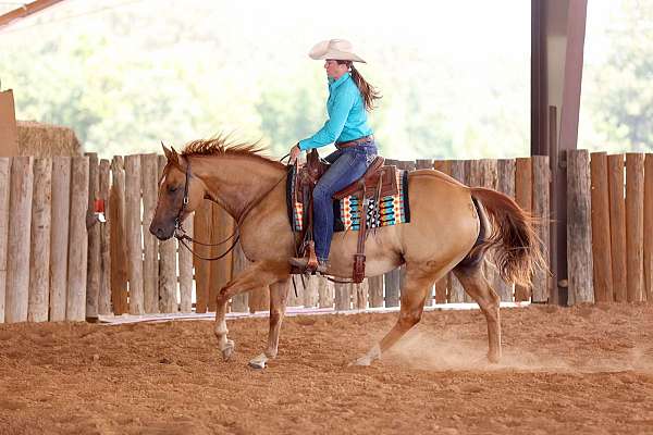 trail-quarter-horse